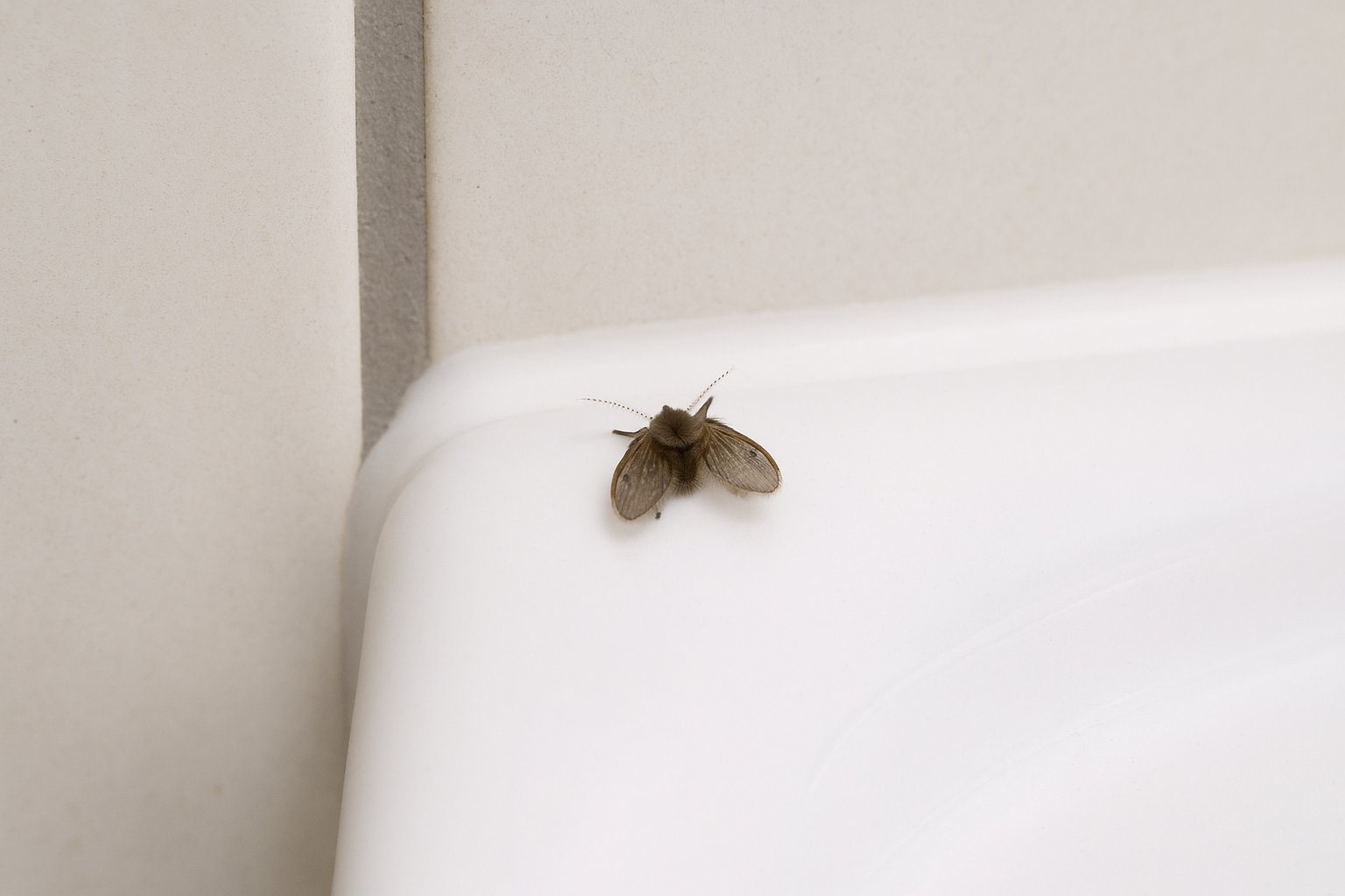 Como acabar com mosquitos de banheiro de forma rápida e eficaz