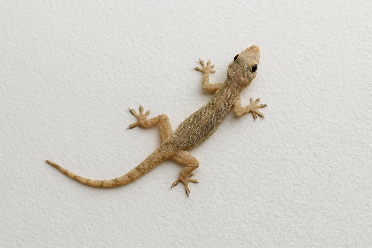 Entenda o que significa ter várias lagartixas dentro de casa