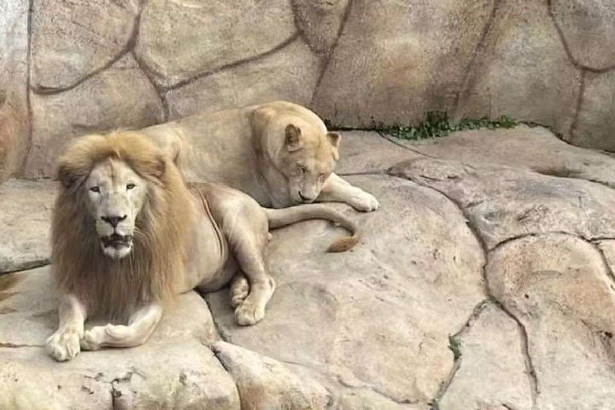 Foto Lívia Ansaloni Divulgação