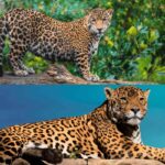 animais em Ubatuba