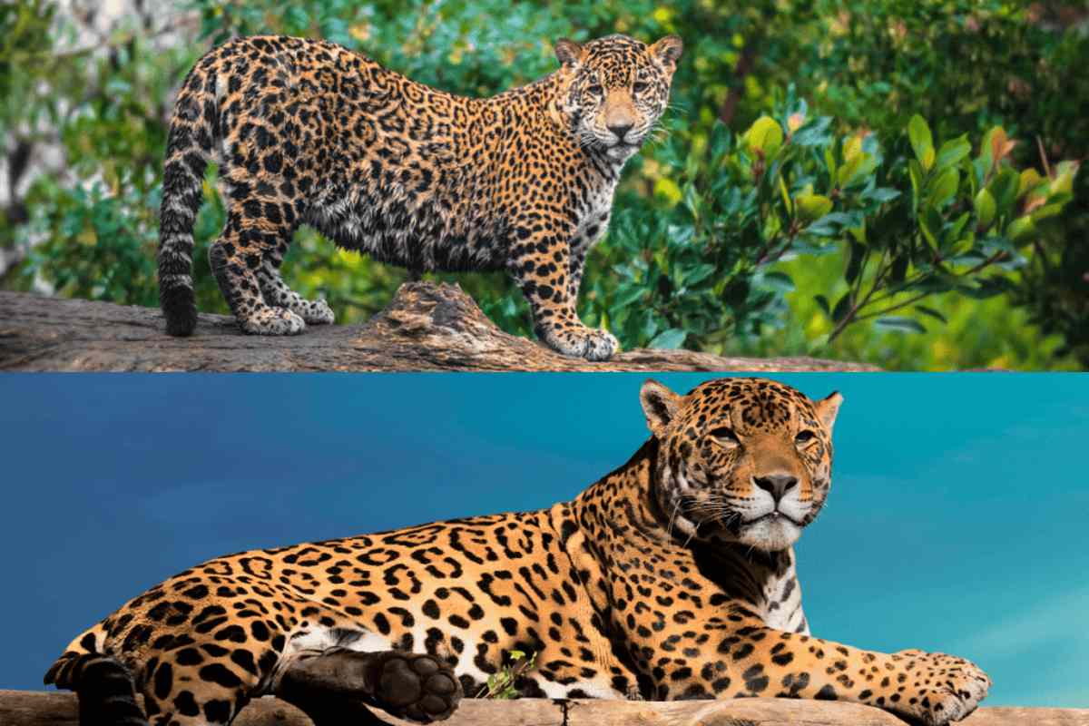 animais em Ubatuba